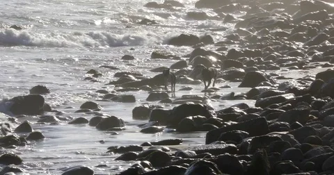 Dogs Running Across Beach Stock Footage 75209217