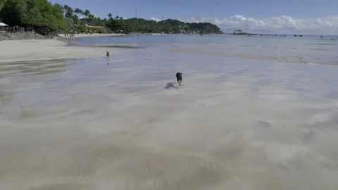 Dogs running after drone on the beach Stock Footage 277923748