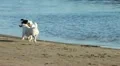 Dogs running on the beach HD Footage