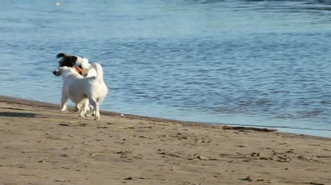 Dogs running on the beach Stock Footage 10703613