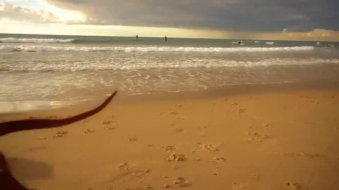 Dogs running on the beach Stock Footage 82701136