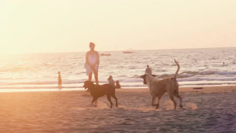 Dogs Running at the Beach Stock Footage 134279907