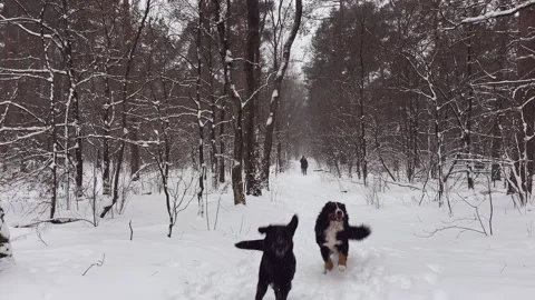 Dogs running to the camera while their owners walk in the distance in the snow Stock Footage 217723090