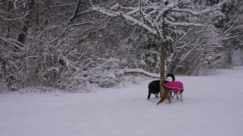 Dogs Running Circles Around Tree Stock Footage 305956732
