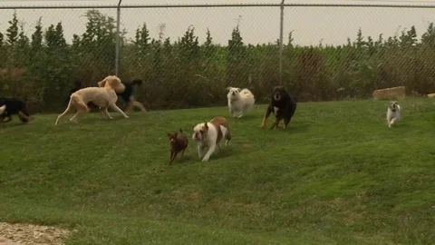 Dogs running Stock Footage 82887050