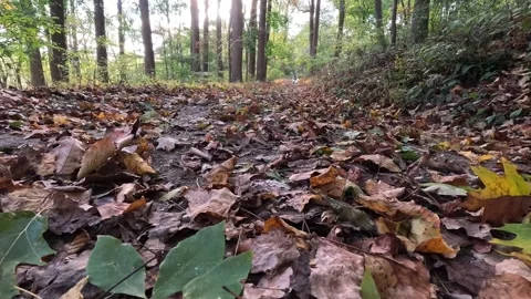 Dogs running in forest autum Stock Footage 288045484