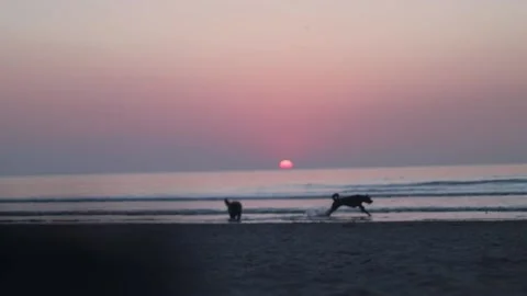 Dogs running in front of the setting sun on Zaandvoort beach Stock Footage 226764183