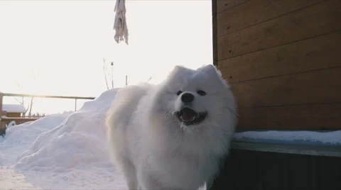 Dogs running to the gate Stock Footage 59794160