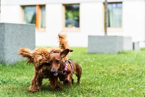Dogs Running on Grass Stockfoto's