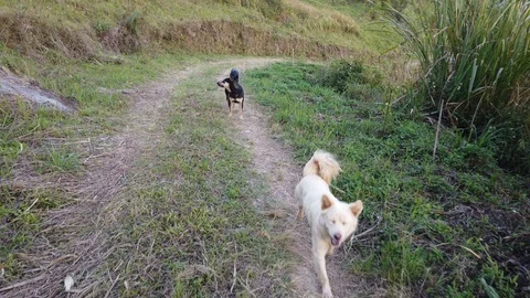 Dogs running on mountain path slow motion Stock Footage 104926938