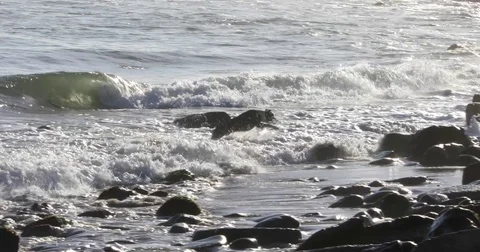 Dogs Running Into Ocean Stock Footage 75209157