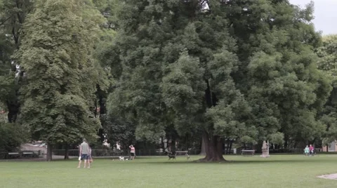 Dogs running in the park Stock Footage 41171535