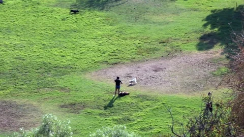 Dogs Running in Park Stock Footage 94360580