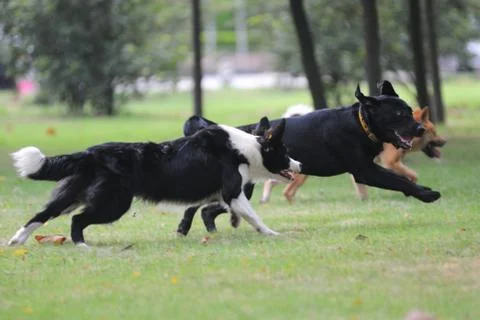 Dogs running Stock-Fotos