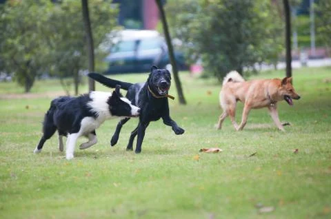 Dogs running Stock Photos