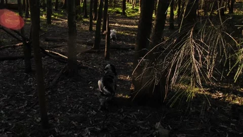 Dogs running through a forest in slow motion tracking shot 4K Video stock 196848527