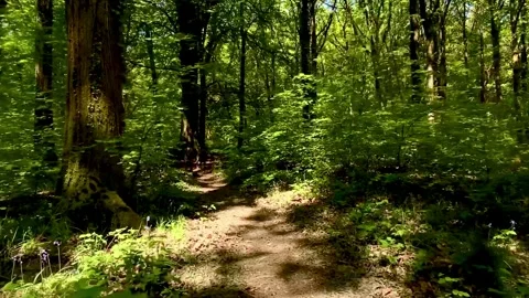 Dogs running through idyllic forest glade green woodland trail dolly Stock Footage 282889783