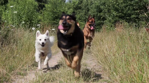 Dogs running a way Stock Footage 26554333