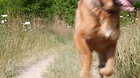 Dogs running a way Stock Footage 26554638