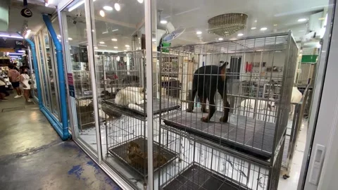 Animal Rescue Stores For Dogs Near Me Dogs For Sale In A Pet