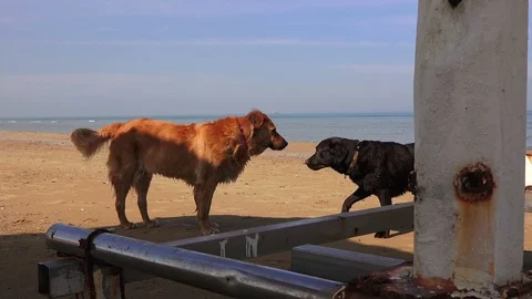 Dogs on a sandy sea beach Video stock 112088545