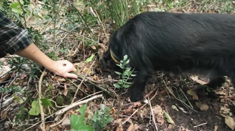 Dogs in search of truffles and owner hands Stock Footage