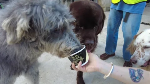 Dogs Sharing a Treat Stock Footage 281364122