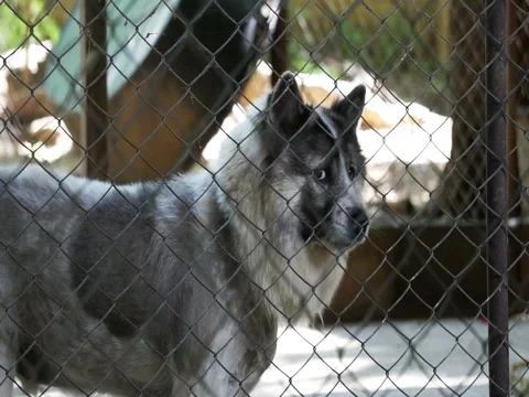 Dogs in shelter behind cage net. Looking and waiting for people to come adopt Stock Footage