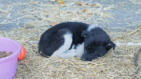 Dogs shelter Stock Footage 101978861