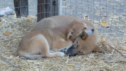 Dogs shelter Stock Footage 101978869