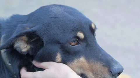 Dogs shelter Stock Footage 101979058