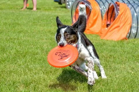 Dogs show Stock Photos