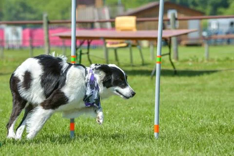 Dogs show Stock Photos