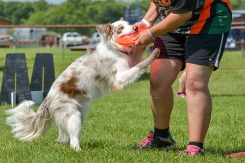 Dogs show Stock Photos