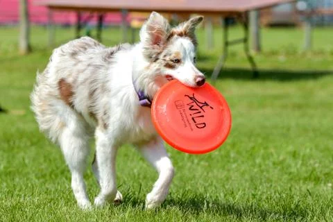 Dogs show Stock Photos