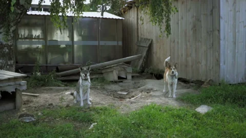 Dogs sit and bark 库存影片 93169943