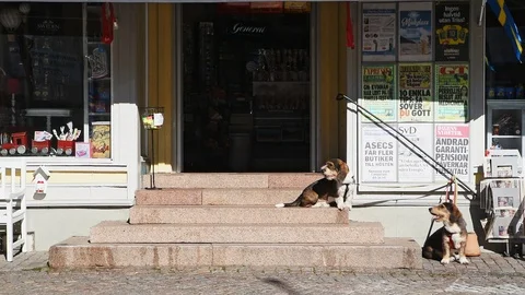 Dogs sitting outside shop while handler exits Stock Footage 95774239