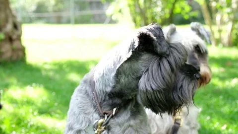 Dogs sitting at the park Stock Footage 77654660