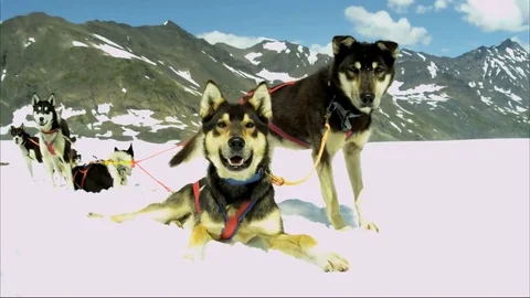 Dogs sitting on snow  스톡 동영상 79462877