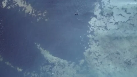 Dogs in the Sky Video stock 194516768