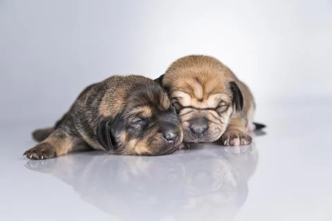 Dogs sleep a white background Stock Photos