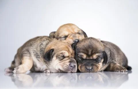 Dogs sleep a white background Stock Photos
