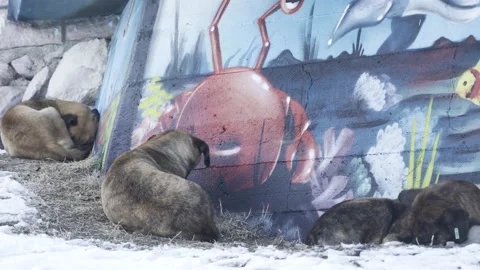 Dogs sleeping in cold weather Stock Footage 166696972