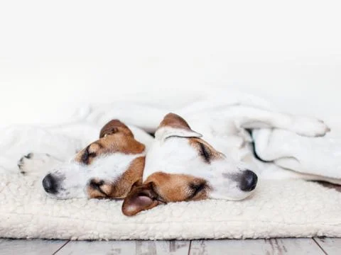 Dogs sleeping at floor Stock Photos