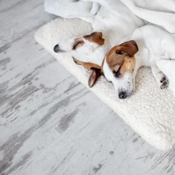 Dogs sleeping at floor Stock Photos