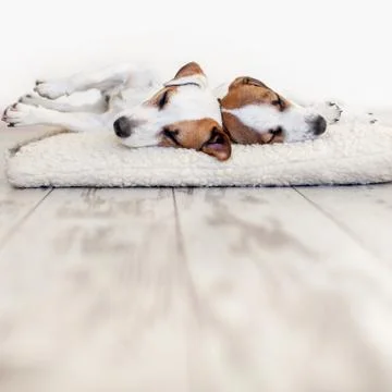 Dogs sleeping at floor Stock Photos