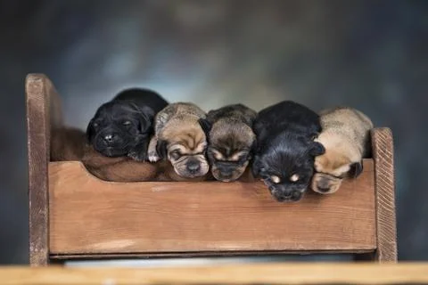 Dogs sleeping at home on the bed Stock Photos