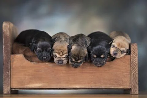 Dogs sleeping at home on the bed Stock Photos
