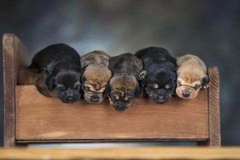Dogs sleeping at home on the bed Stock Photos