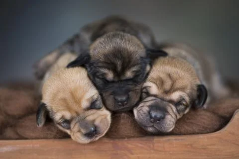 Dogs sleeping at home on the bed Stock Photos